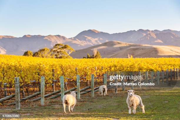 vineyard at sunset with sheep, marlborough, new zealand - marlborough new zealand stock pictures, royalty-free photos & images