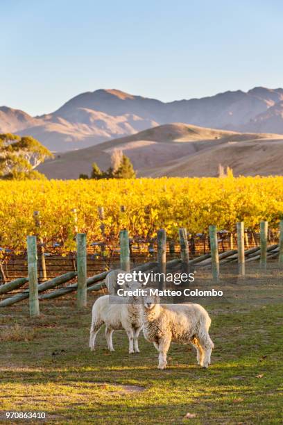 vineyard at sunset with sheep, marlborough, new zealand - blenheim new zealand foto e immagini stock