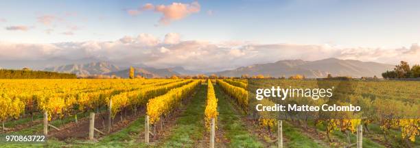 panoramic of vineyards at sunrise, marlborough, , new zealand - blenheim new zealand foto e immagini stock