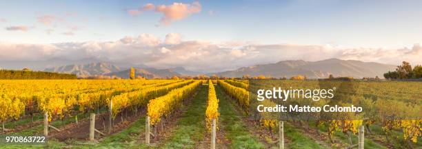 panoramic of vineyards at sunrise, marlborough, , new zealand - blenheim stock pictures, royalty-free photos & images