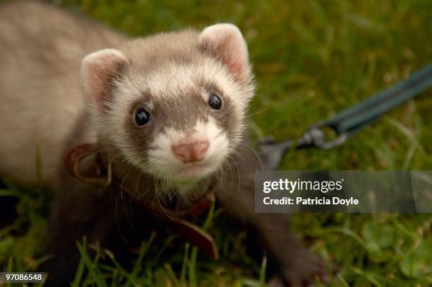 pet ferret - mustela putorius furo stock pictures, royalty-free photos & images