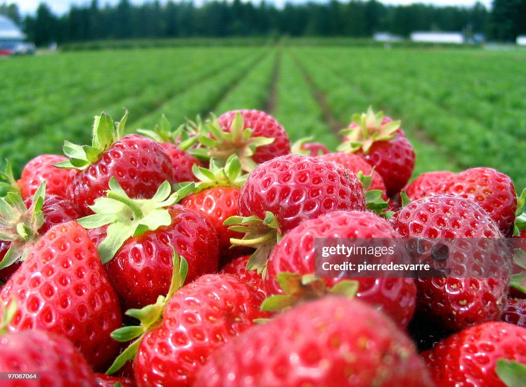 Strawberrys and field.