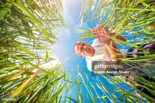 boer is kijken naar de maïs in het veld. - wide angle stockfoto's en -beelden