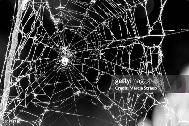 spooky cobweb - spinnenweb stockfoto's en -beelden