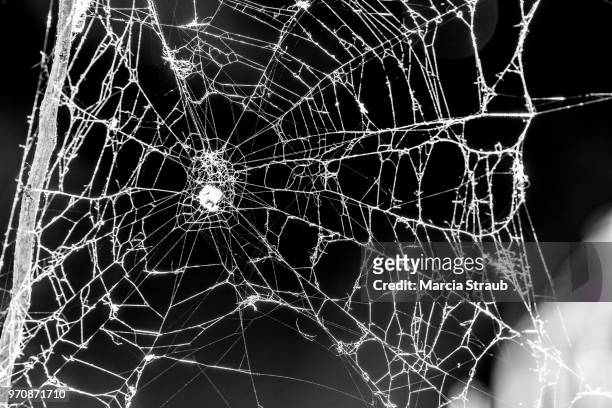 spooky cobweb - teia de aranha imagens e fotografias de stock