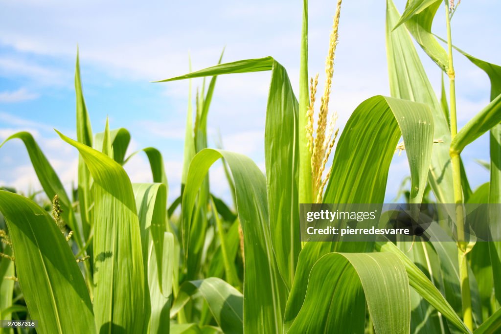 Field of green corn during summer