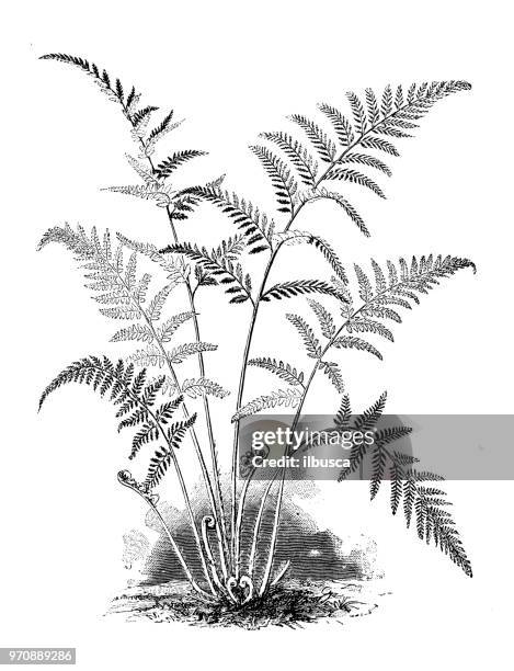 botanik pflanzen antik gravur abbildung: gymnogramme tartarea - farn stock-grafiken, -clipart, -cartoons und -symbole