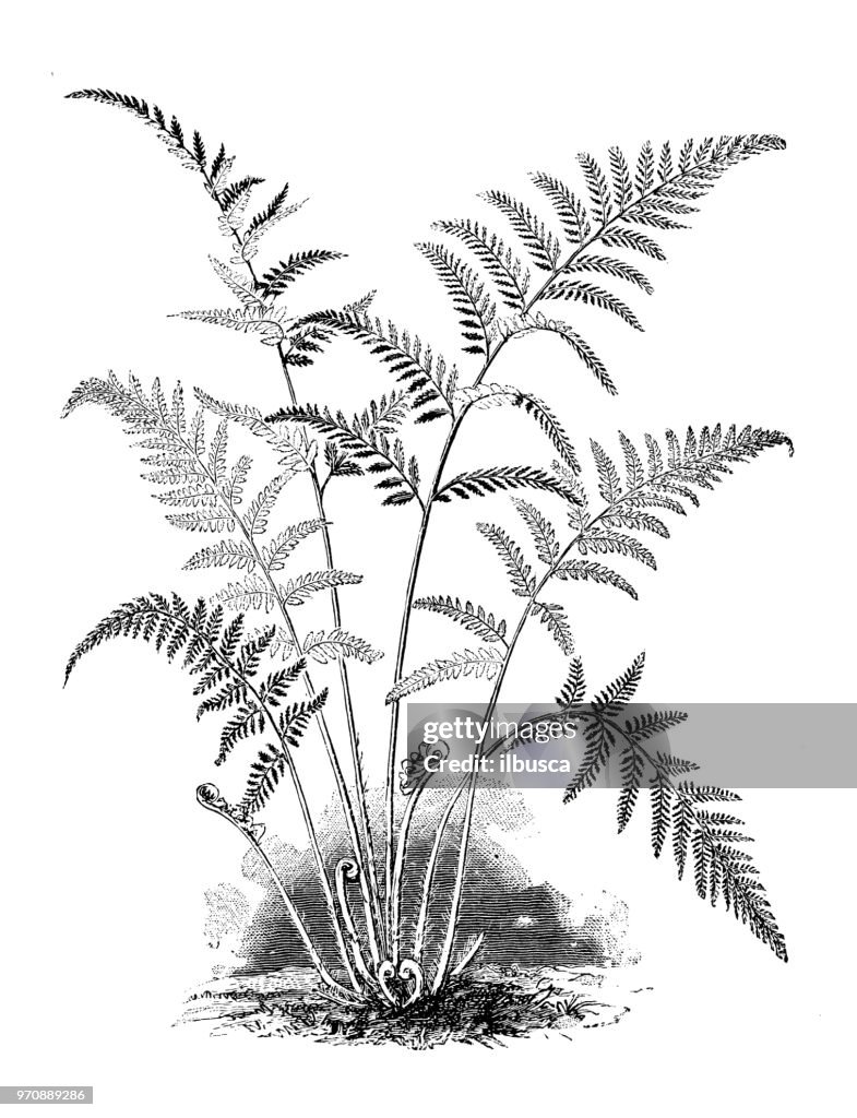 Botany plants antique engraving illustration: gymnogramme tartarea