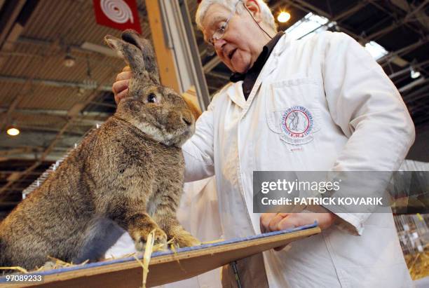 Februaury Rabbit Rabbit 123 Patrick Rabbitt Stock Photos, High-Res Pictures, and Images - Getty ...