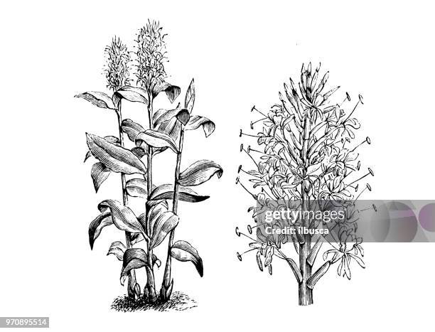 ilustrações de stock, clip art, desenhos animados e ícones de botany plants antique engraving illustration: hedychium gardnerianum, kahili ginger, kahila garland-lily, ginger lily - gengibre de kahili