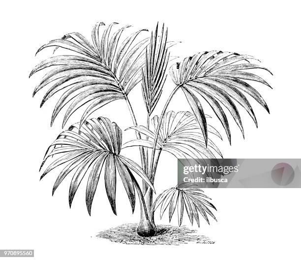 botany plants antique engraving illustration: hedyscepe canterburyana, big mountain palm, umbrella palm - antique foliage stock illustrations