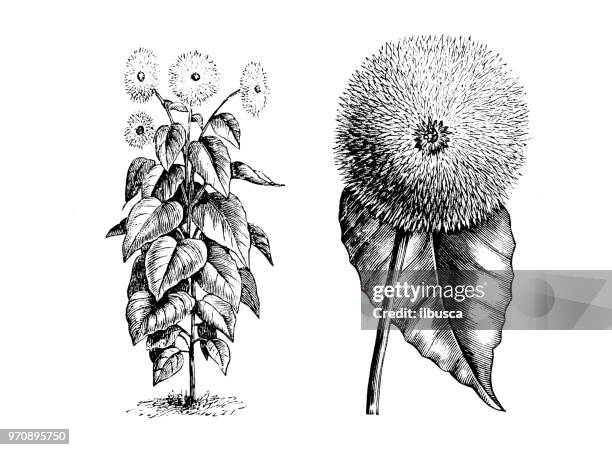 ilustraciones, imágenes clip art, dibujos animados e iconos de stock de botánica plantas antigua ilustración de grabado: helianthus annuus californicus plenissimus - girasol común