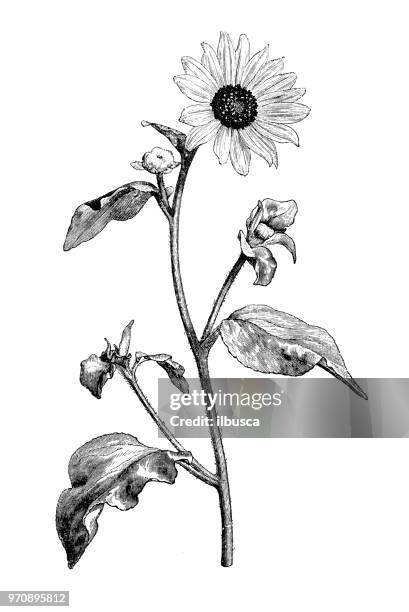 illustrations, cliparts, dessins animés et icônes de plantes de botanique antique illustration de gravure : helianthus argophyllus, silverleaf tournesol - helianthus