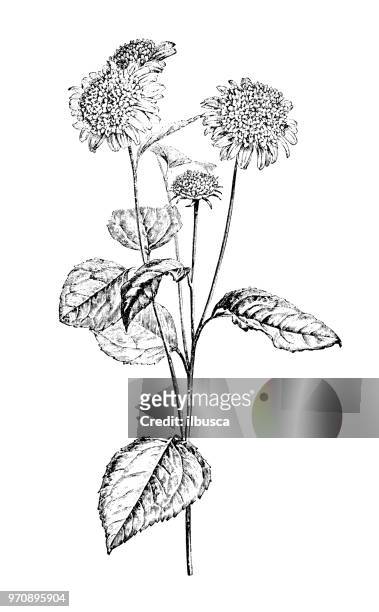 botany plants antique engraving illustration: helianthus decapetalus multiflorus - helianthus stock illustrations