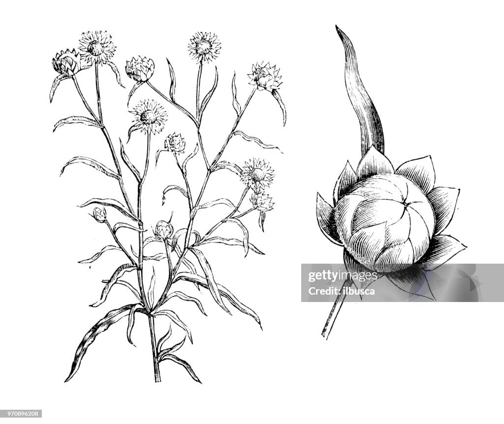 Botanik Pflanzen Antik Gravur Abbildung: Helichrysum Bracteatum Aureum, Xerochrysum Bracteatum Aureum, goldene ewig, Strawflower