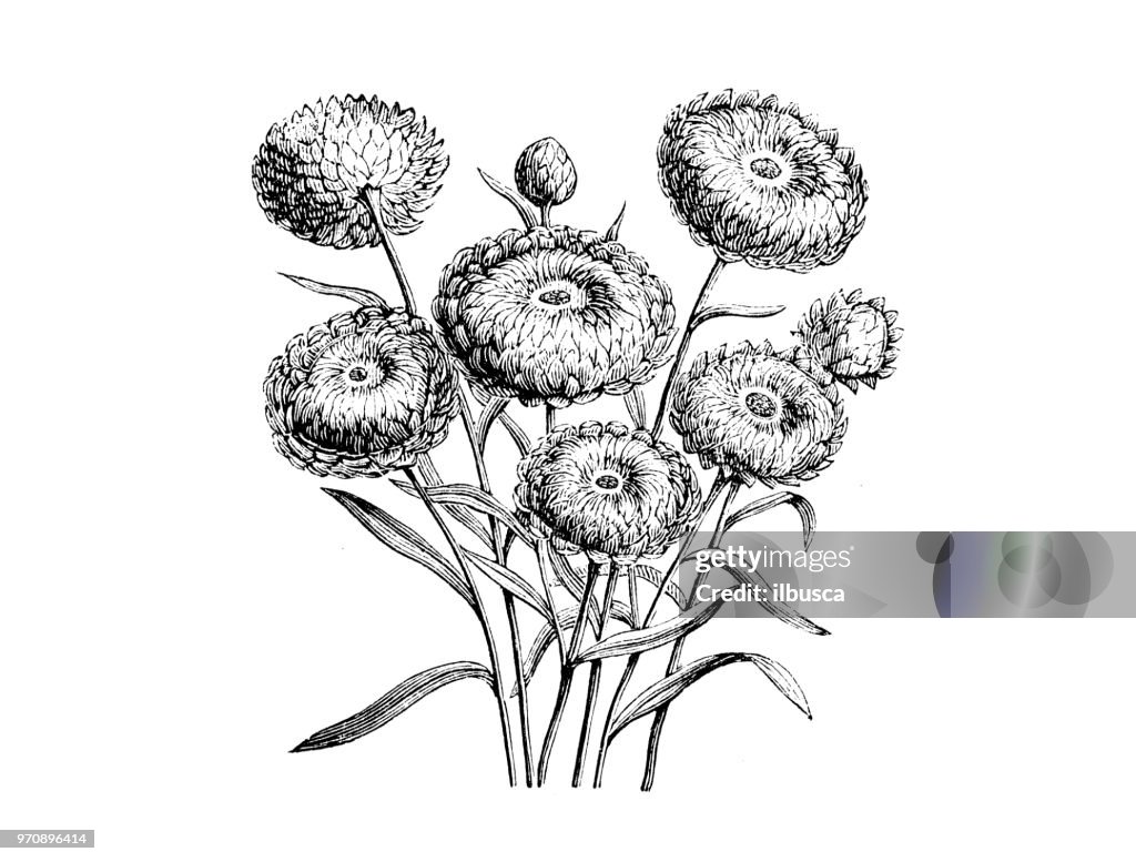 Botanik Pflanzen Antik Gravur Abbildung: Helichrysum Bracteatum Compositum, Xerochrysum Bracteatum Compositum, goldene ewig, Strawflower