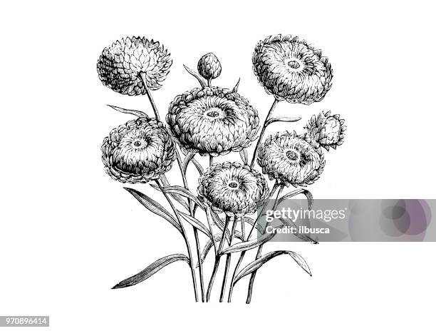 botany plants antique engraving illustration: helichrysum bracteatum compositum, xerochrysum bracteatum compositum, golden everlasting, strawflower - strawflower stock illustrations
