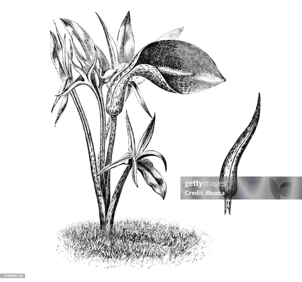 Botany plants antique engraving illustration: Helicodiceros muscivorus, dead horse arum lily, Dracunculus muscivorus, helicodiceros crinitus