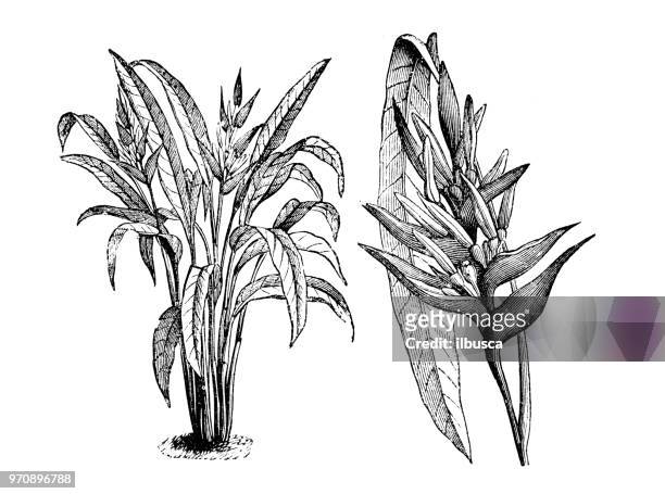 botany plants antique engraving illustration: heliconia angusta, heliconia agustifolia, heliconia bicolor, heliconia brasiliensis - hawaiian heliconia stock illustrations
