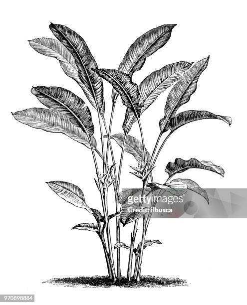 botany plants antique engraving illustration: heliconia bihai, red palulu, balisier, macawflower - hawaiian heliconia stock illustrations