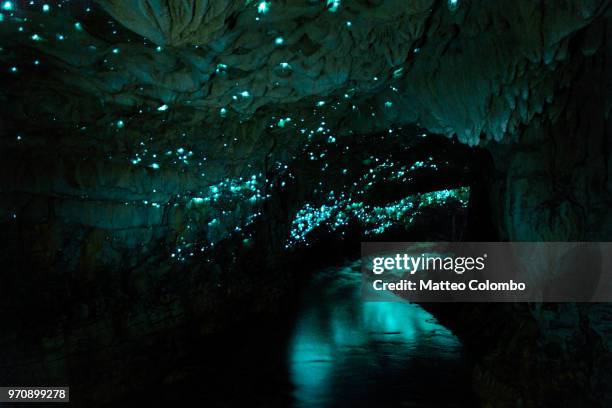 famous mangawhitikau glowworm cave, waikato, new zealand - grotta foto e immagini stock