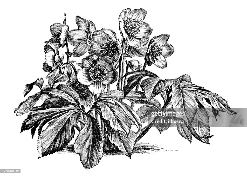 Botany plants antique engraving illustration: Helleborus niger, Christmas rose, black hellebore