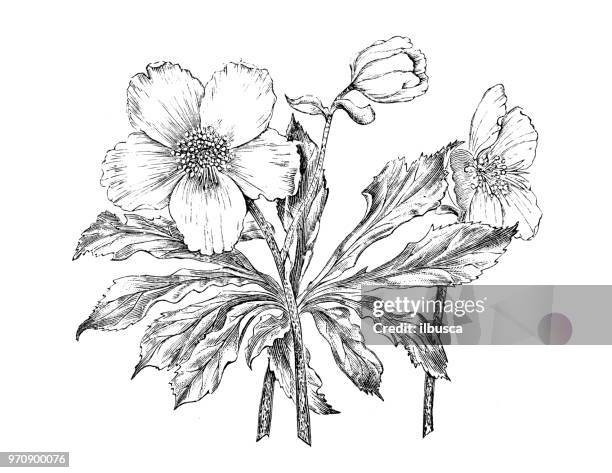 28点のクリスマスローズイラスト素材 Getty Images 28点のクリスマスローズイラスト素材 Getty Images