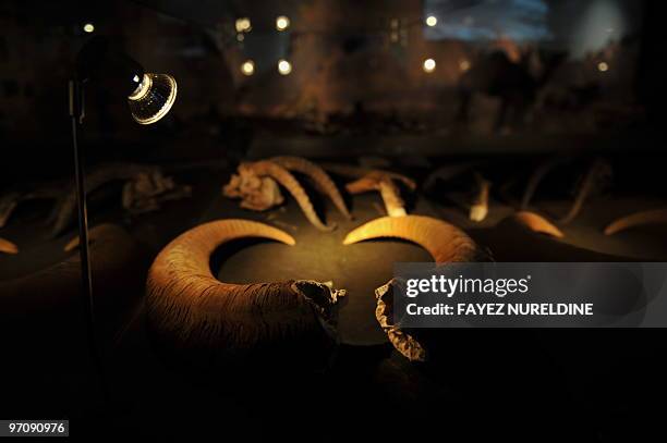 Animal horns sit in a display case at a museum in Tamanrasset on February 24, 2010. AFP PHOTO / FAYEZ NURELDINE