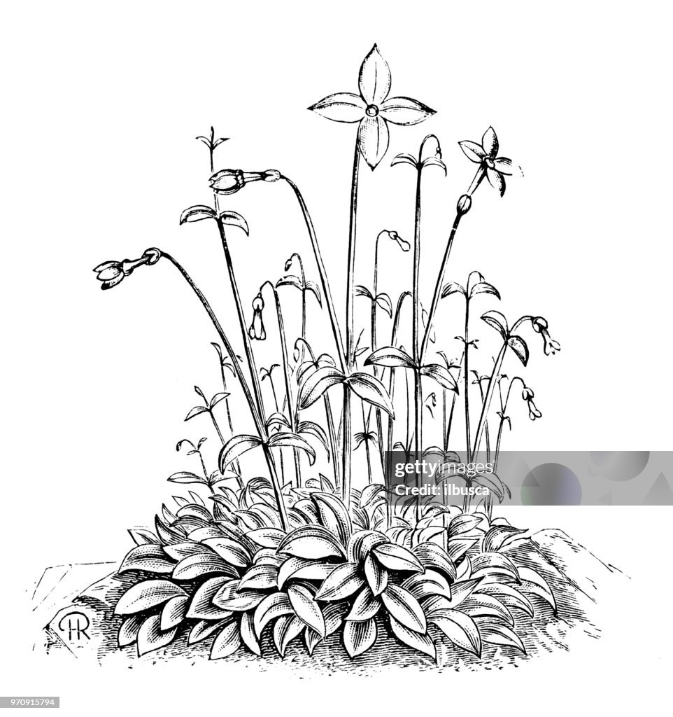Botanik växter antik gravyr illustration: Houstonia caerulea, azure Bluetooth, Quaker damer