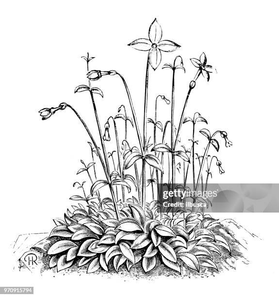 botany plants antique engraving illustration: houstonia caerulea, azure bluet, quaker ladies - creeping bluet stock illustrations