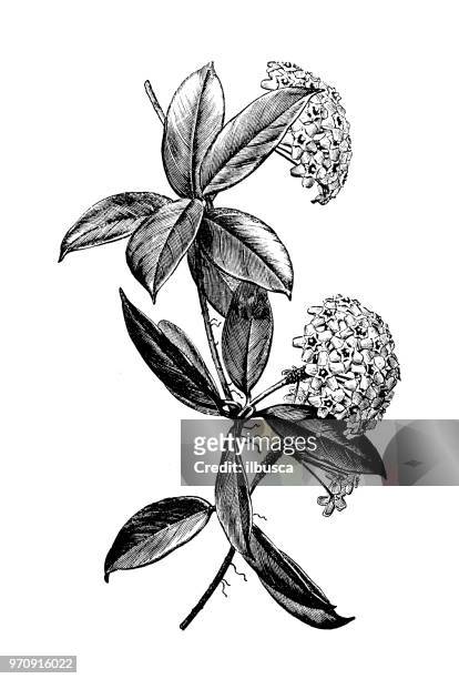 botany plants antique engraving illustration: hoya carnosa, porcelainflower, wax plant - wax fruit stock illustrations