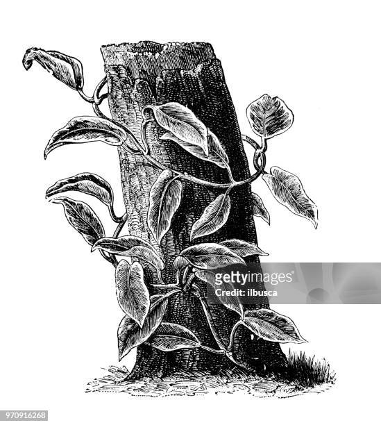botany plants antique engraving illustration: hoya carnosa variegata, porcelainflower, wax plant - wax fruit stock illustrations