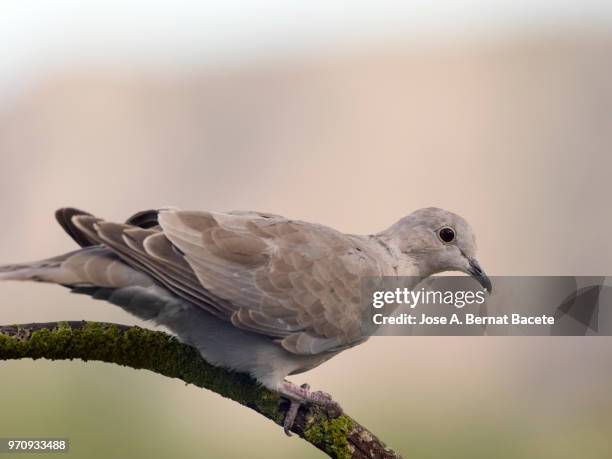 close-up of eurasian collared dove, (streptopelia decaocto). - columbiformes stock pictures, royalty-free photos & images
