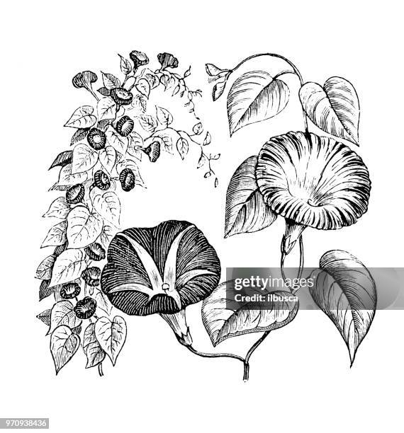 stockillustraties, clipart, cartoons en iconen met plantkunde planten antieke gravure illustratie: ipomoea purpurea, morning glory - purperwinde