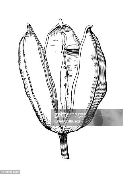 Capsule Example Botany Capsule (Botany) Photos and Premium High Res Pictures - Getty Images