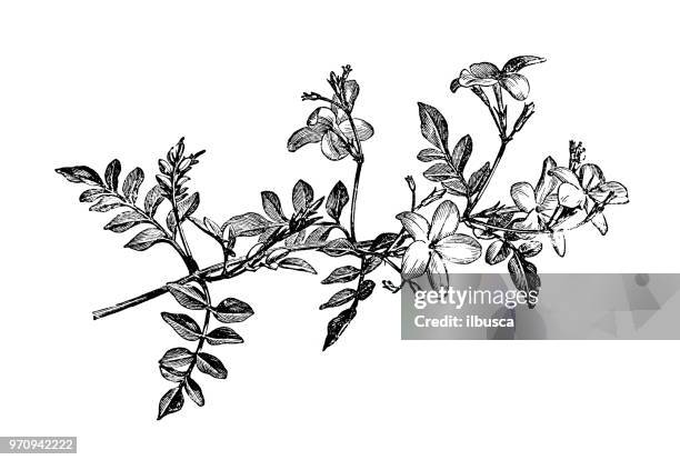 botanik pflanzen antik gravur abbildung: jasminum grandiflorum, jasmin, spanisch royal jasmin, katalanisch jasmin - jasmine flower stock-grafiken, -clipart, -cartoons und -symbole