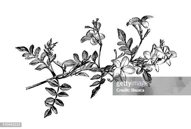 illustrazioni stock, clip art, cartoni animati e icone di tendenza di botanica piante antica illustrazione incisione: jasminum grandiflorum, gelsomino spagnolo, gelsomino reale, gelsomino catalano - jasmine