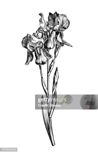 botany plants antique engraving illustration: iris pallida, dalmatian iris, sweet iris - iris stock illustrations