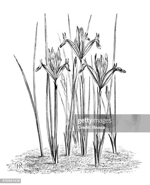 botany plants antique engraving illustration: iris reticulata - iris reticulata stock illustrations