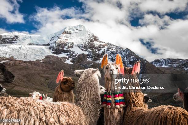 ausangate trek,  cusco - peru - perú 個照片及圖片檔