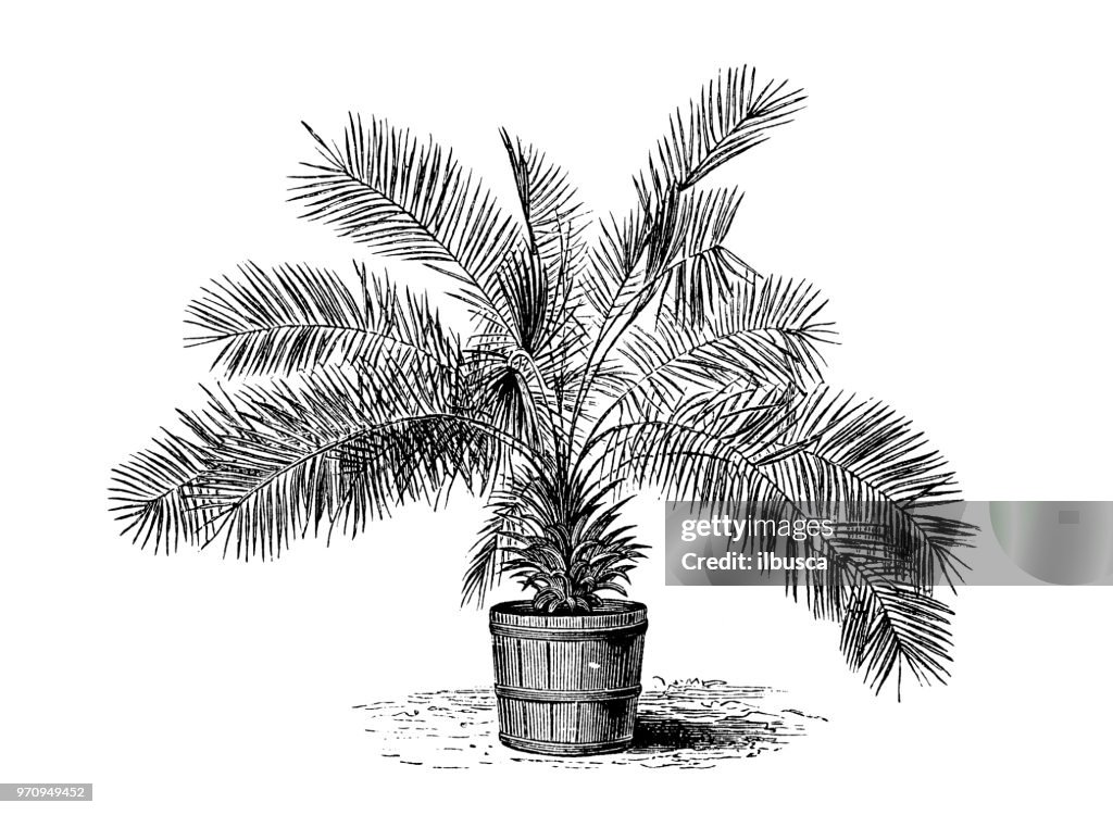 Botany plants antique engraving illustration: Jubaea chilensis, Jubaea spectabilis, Chilean wine palm, Chile cocopalm