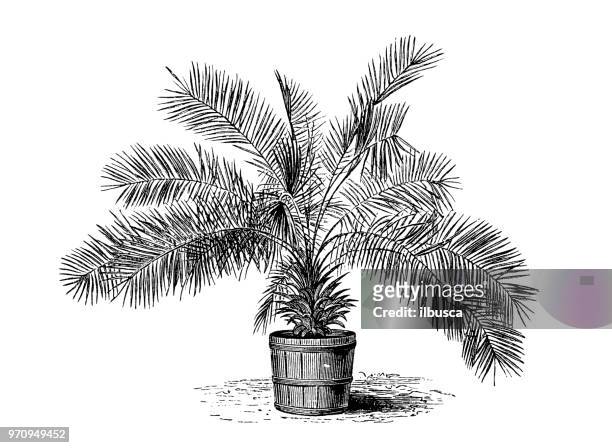 botany plants antique engraving illustration: jubaea chilensis, jubaea spectabilis, chilean wine palm, chile cocopalm - bougainvillea stock illustrations