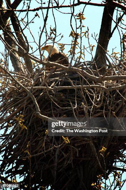 April 6, 2006 Slug: me-falcons sassignment Maryland side of Wilson Bridge Photographer: Gerald Martineau Male eagle sitting in nest on the eggs Dee...