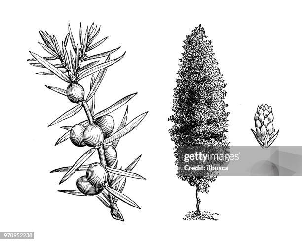 ilustrações, clipart, desenhos animados e ícones de plantas de botânica antiga ilustração de gravura: juniperus communis hibernica - árvore de junípero