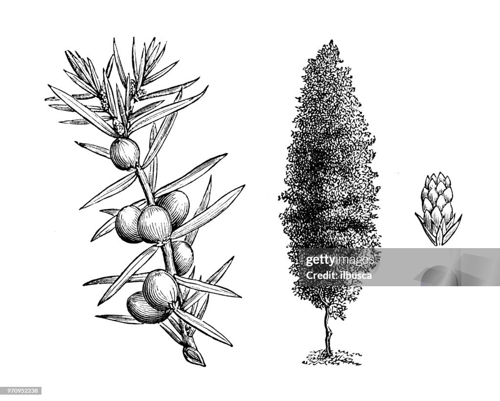 Botany plants antique engraving illustration: juniperus communis hibernica