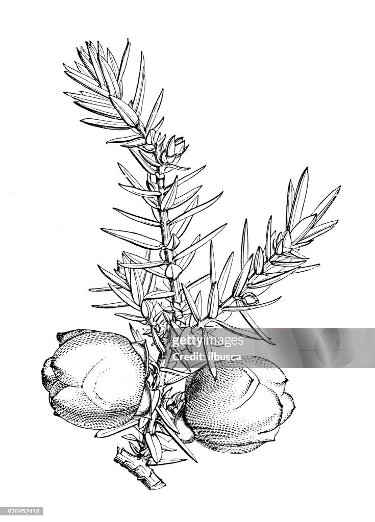 Botany Plants Antique Engraving Illustration Juniperus Drupacea Syrian ...