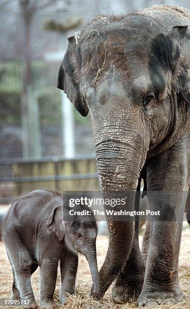 Researchers at the National Zoo are monitoring the pandas' behavior. Pictured, elswhere in the zoo, the brand new baby elephant received a name,...