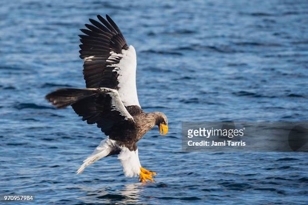 a steller's sea eagle fishing - rausu imagens e fotografias de stock