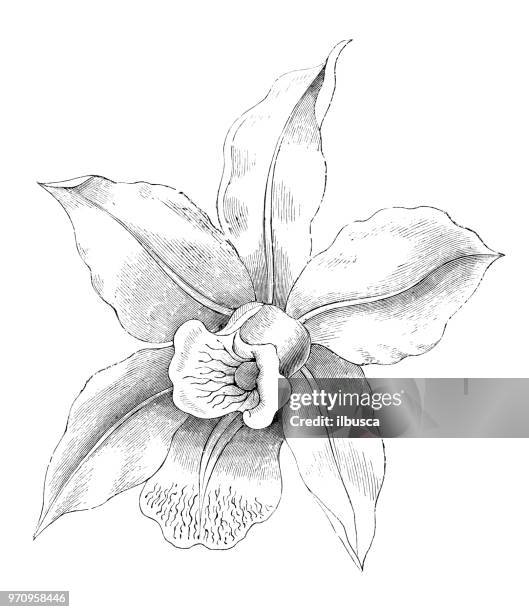 botany plants antique engraving illustration: laelia anceps - laelia stock illustrations