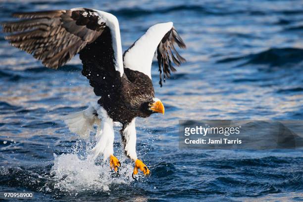 a steller's sea eagle fishing - rausu imagens e fotografias de stock